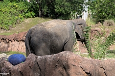 Busch Gardens Tampa