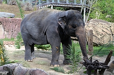 Busch Gardens Tampa