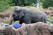 Busch Gardens Tampa