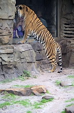 Busch Gardens Tampa