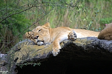 Busch Gardens Tampa