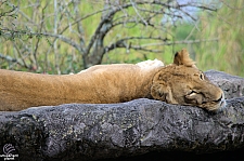 Busch Gardens Tampa