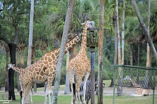 Busch Gardens Tampa