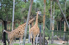 Busch Gardens Tampa