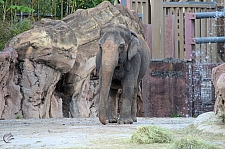 Busch Gardens Tampa