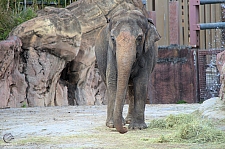 Busch Gardens Tampa