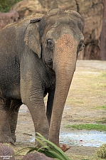 Busch Gardens Tampa