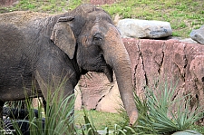 Busch Gardens Tampa