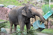 Busch Gardens Tampa