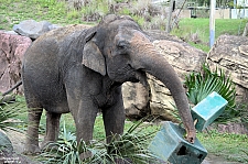 Busch Gardens Tampa