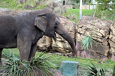 Busch Gardens Tampa