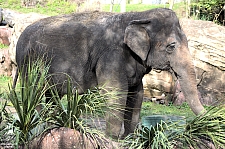 Busch Gardens Tampa