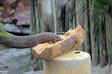 Busch Gardens Tampa