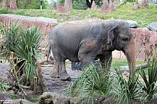 Busch Gardens Tampa