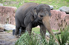 Busch Gardens Tampa