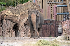 Busch Gardens Tampa