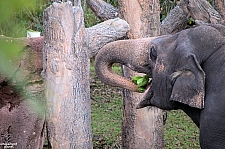 Busch Gardens Tampa