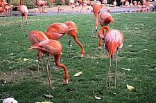 Busch Gardens Tampa