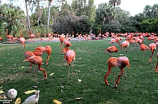 Busch Gardens Tampa