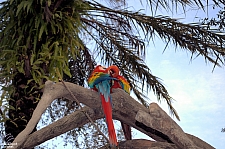 Busch Gardens Tampa