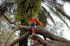 Busch Gardens Tampa