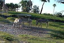 Busch Gardens Tampa