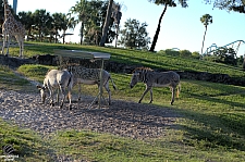 Busch Gardens Tampa