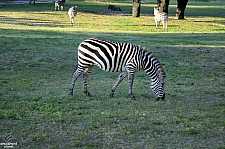 Busch Gardens Tampa