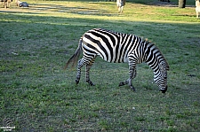 Busch Gardens Tampa