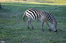 Busch Gardens Tampa