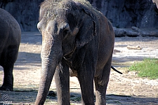 Busch Gardens Tampa