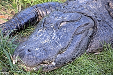 Busch Gardens Tampa