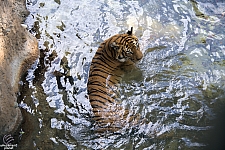 Busch Gardens Tampa