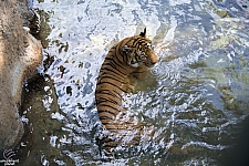 Busch Gardens Tampa
