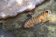 Busch Gardens Tampa
