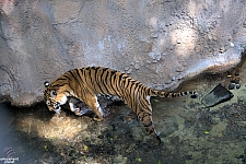 Busch Gardens Tampa