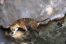 Busch Gardens Tampa