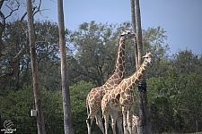 Busch Gardens Tampa