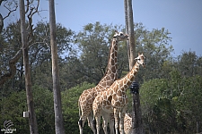 Busch Gardens Tampa