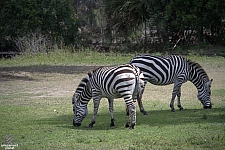 Busch Gardens Tampa