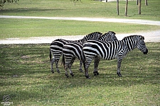Busch Gardens Tampa