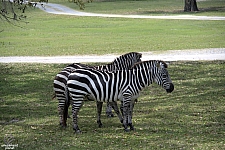 Busch Gardens Tampa