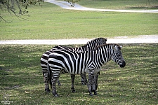 Busch Gardens Tampa