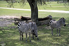 Busch Gardens Tampa
