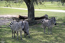 Busch Gardens Tampa