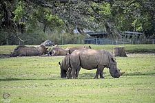 Busch Gardens Tampa