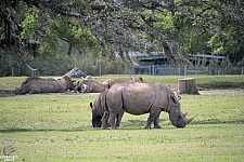 Busch Gardens Tampa