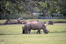 Busch Gardens Tampa
