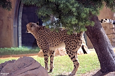 Busch Gardens Tampa