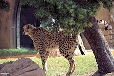 Busch Gardens Tampa